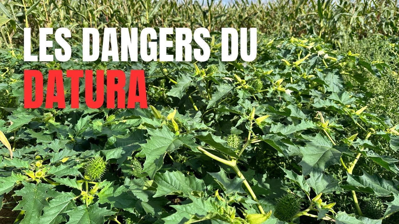 La datura : une plante toxique pour les humains et les animaux