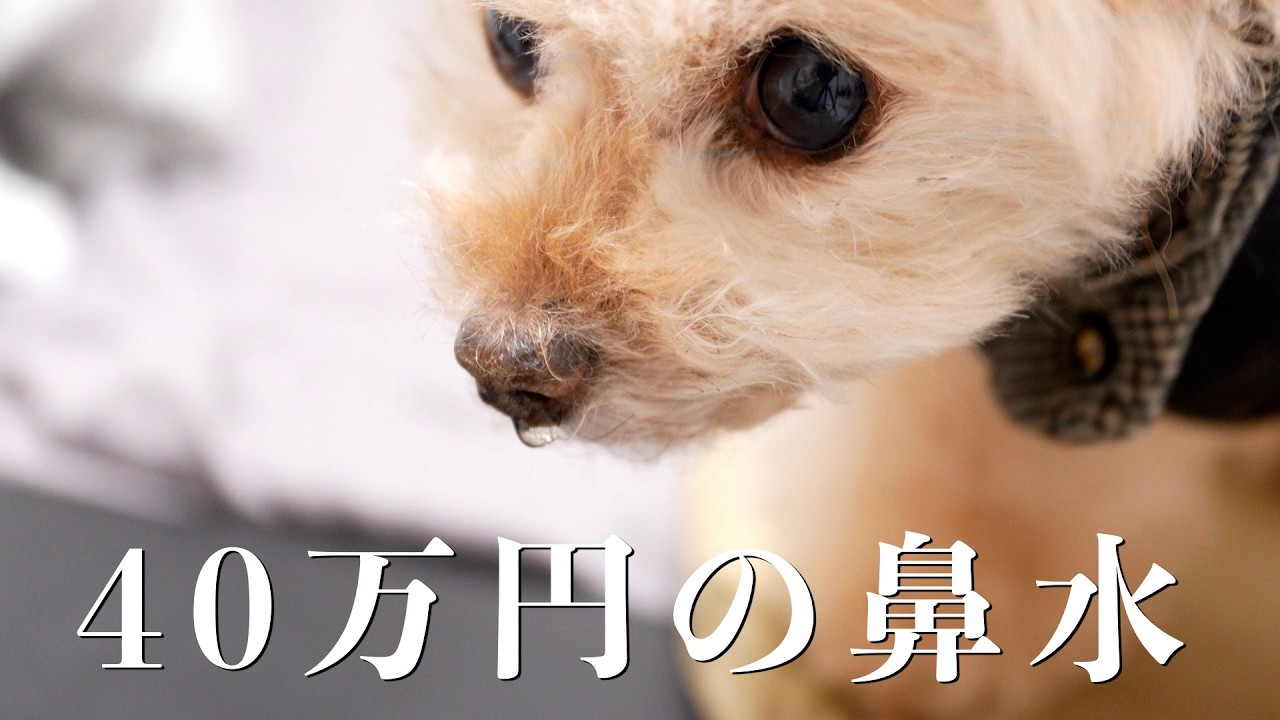 40万円かけて撮影した鼻水映像がこちらです【トイプードル】