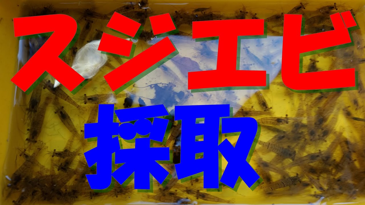 スジエビを採取しに行きました。スジエビは側溝のたまりにたくさんいます。