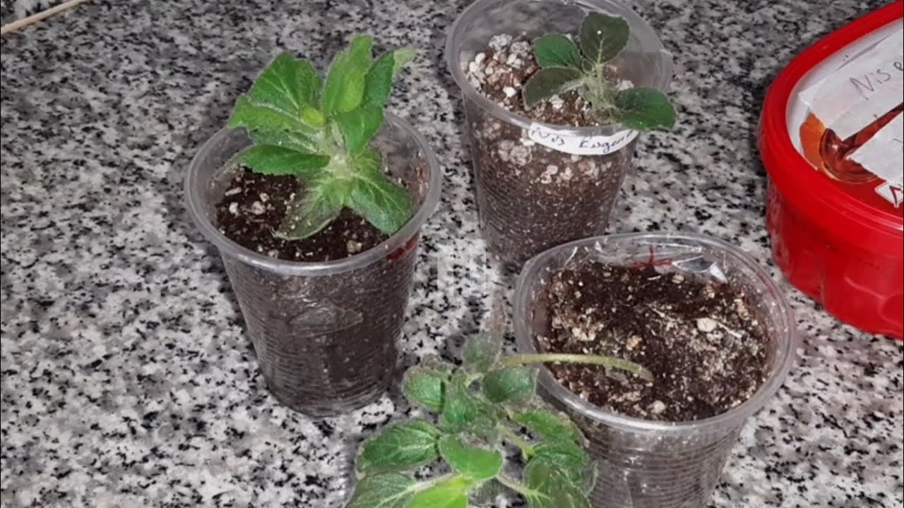 Yeni Aldığım Kohleria Fidelerimi Saksılara Ekiyorum. Rizomlu Çiçekler.