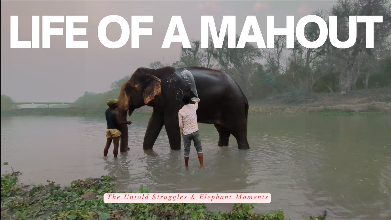 The Untold Struggles about a Mahout in Kaziranga : Elephant Moments 🌿🐘
