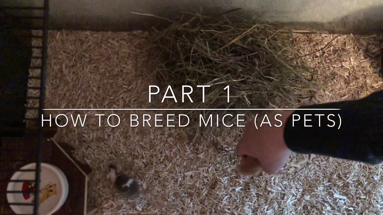 How To Breed Mice | Part 1