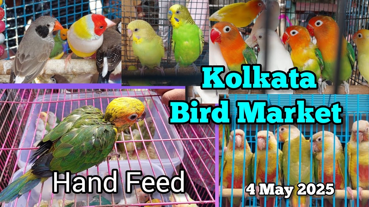 May মাসে পাখির দাম | Kolkata Bird Market | Exotic Bird | Gallif Street Pet Market | 4/5/2025