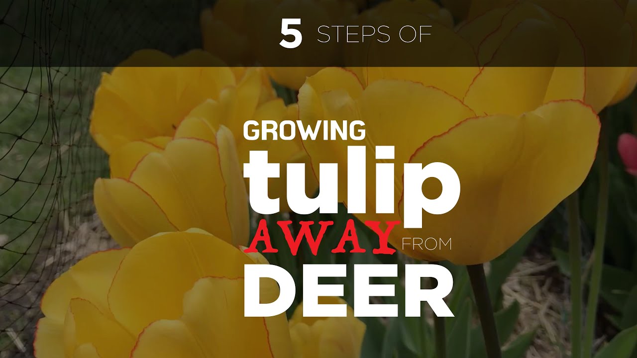 How You Keep Deer, Rabbits, Squirrels, and Voles from Eating Tulips 🌷