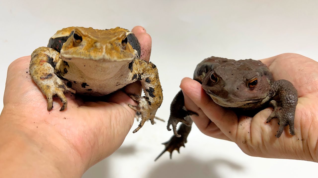 ヒキガエルの種類・性別　見分け方