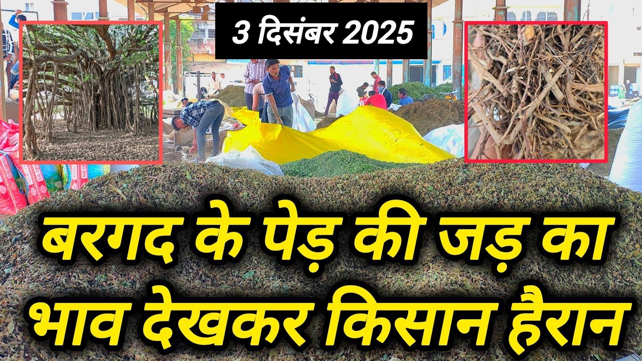 10000₹ बिकी आज मीठे नीम की पत्तियां 🤯🤯 ।। औषधि मंडी नीमच ।। Ashish Dhakad ।। Neemuch Mandi Bhav 