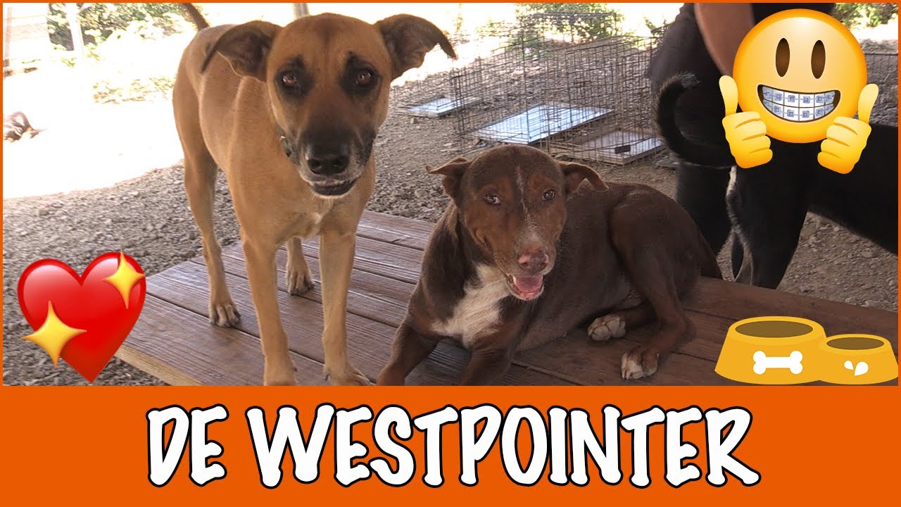 Curaçao #2 - IK WIL EEN WESTPOINTER! | DierenpraatTV
