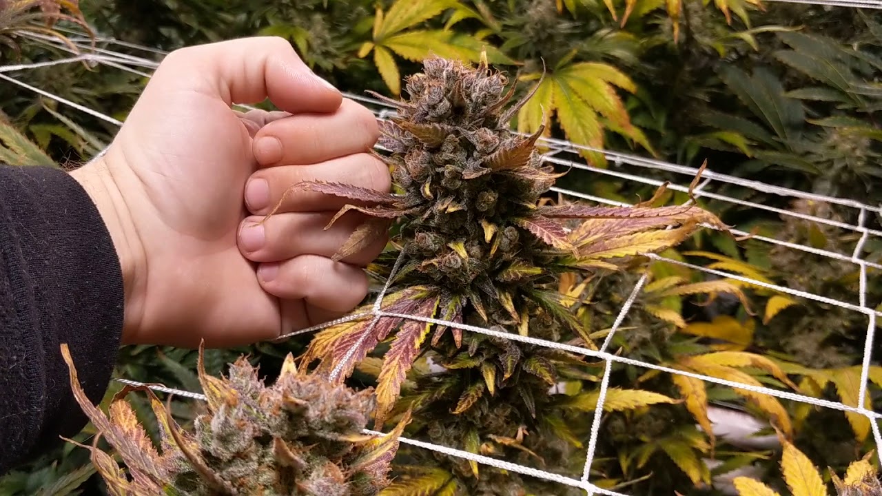 Day 60 flush Vanquish 630w CMH grow