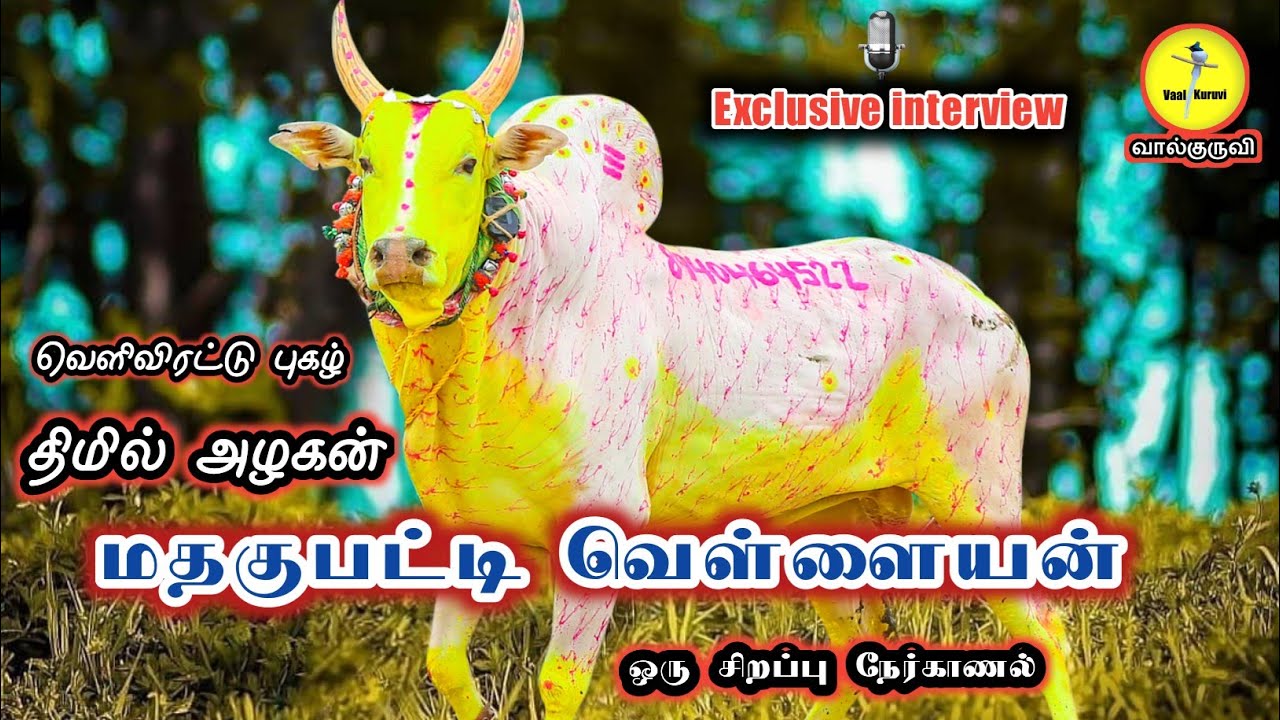 திமில் அழகன் மதகுபட்டி  வெள்ளையன் சிறப்பு நேர்காணல் || madagupatti vellaiyan interview || vaalkuruvi