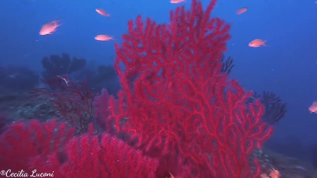 Gorgonie Grotta dei Gamberi