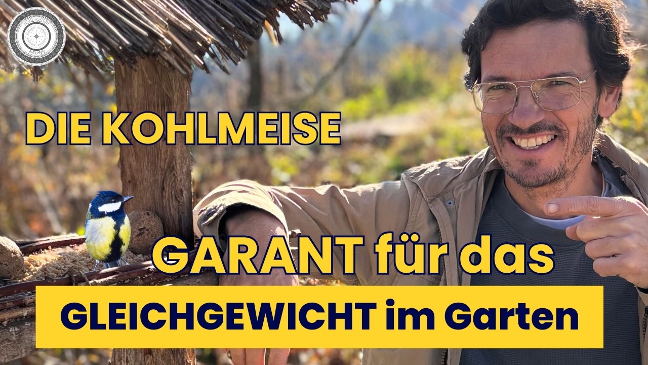 Kleiner Vogel - Gro&szlig;e Wirkung! Die Kohlmeise, intelligent, melodisch&hellip;