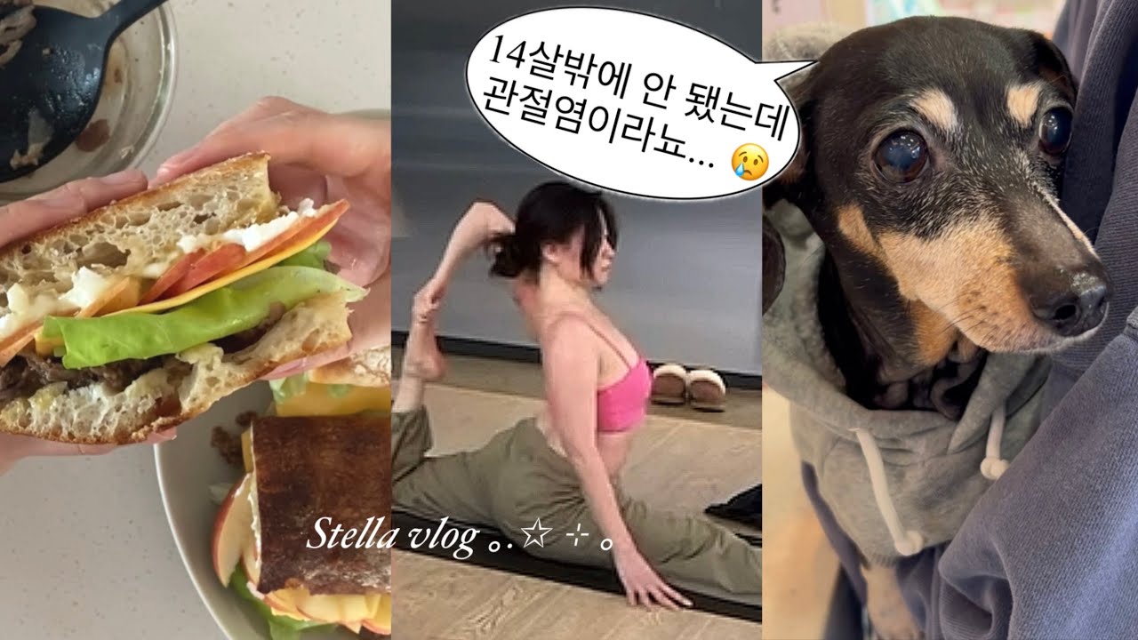 vlog. 스터디윗미? 요가 공부를 빙자한 카페투어의 시작📖 14살 할머니 닥스훈트에게 찾아온 관절염.. 요가 브이로그, 펄시커피, 트롤스페이퍼, 불고기 샌드위치 만들기