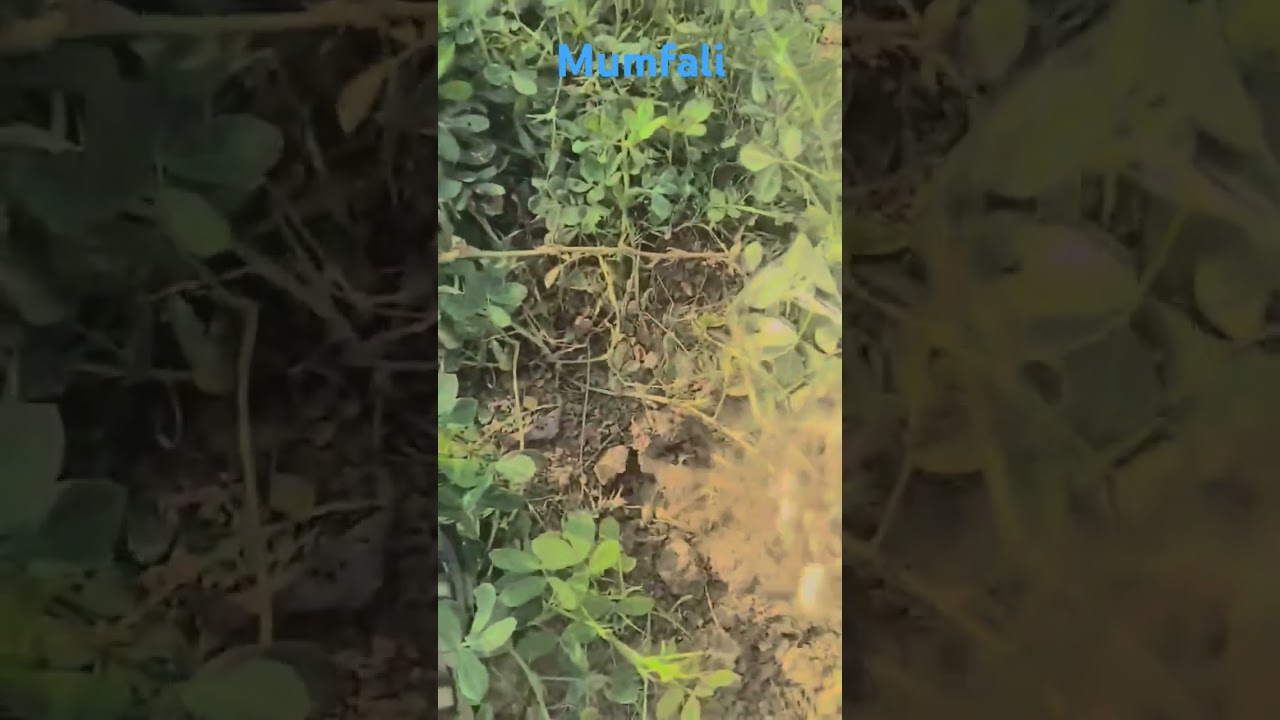 #mumfali
