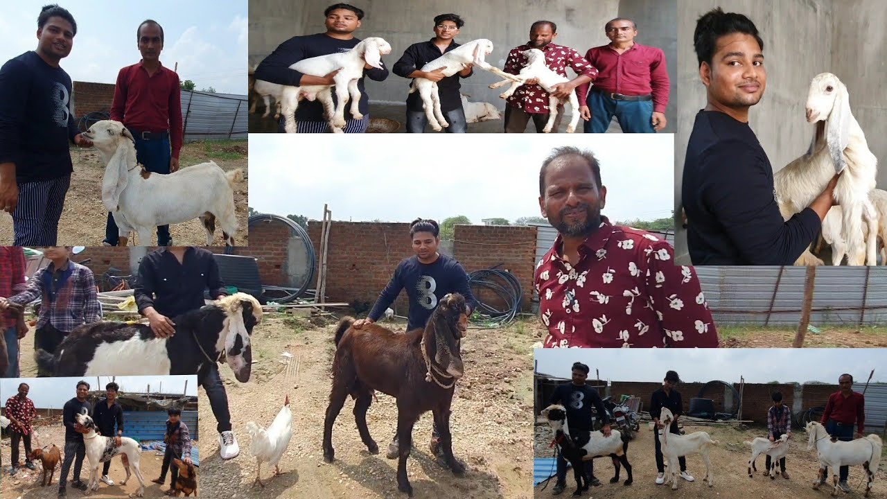 Royal Nawabi Farms Dahod Gujarat | Hyderabadi Goats Collection.