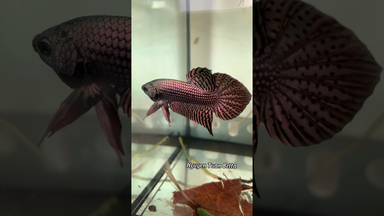 beautiful wild alien betta👽👽🙀#betta #bettafishtank #alien