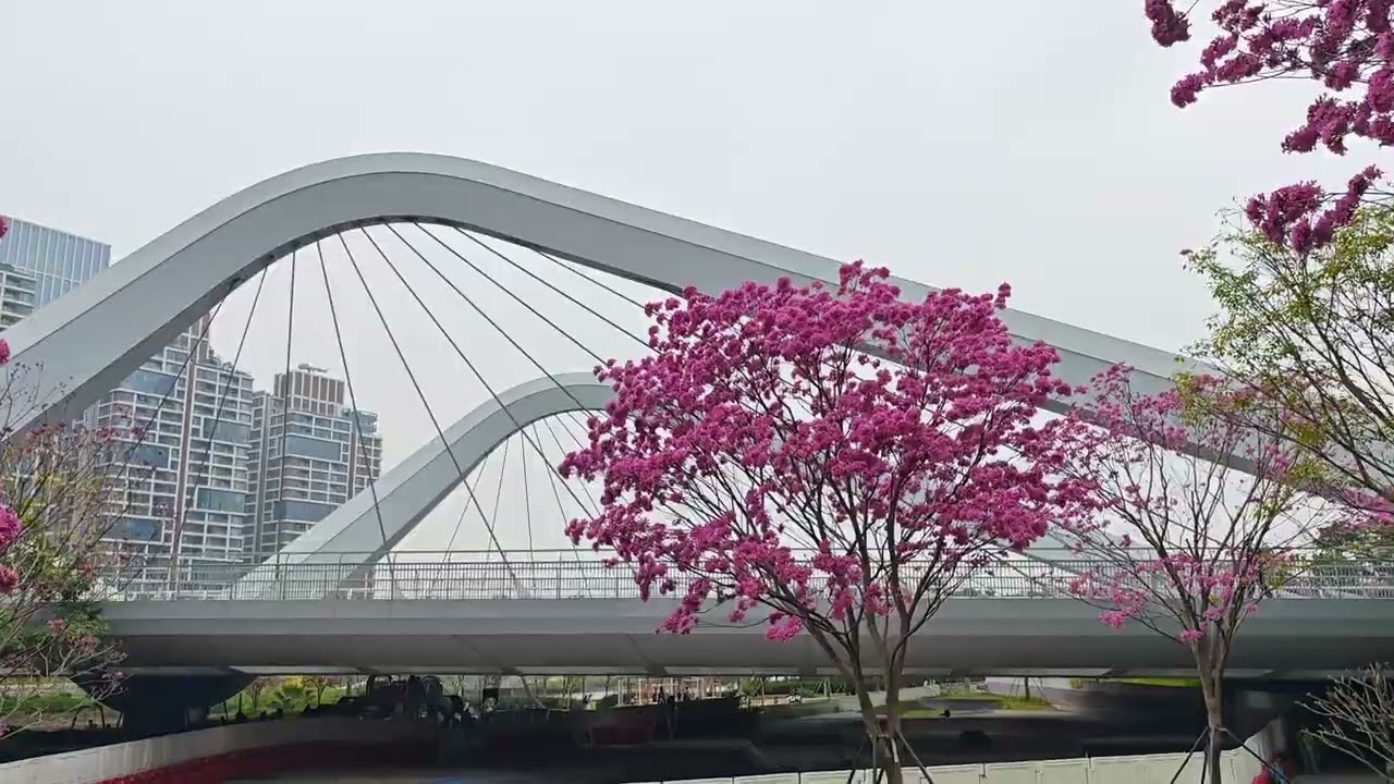 深圳前海桂灣公園 2026 01 31