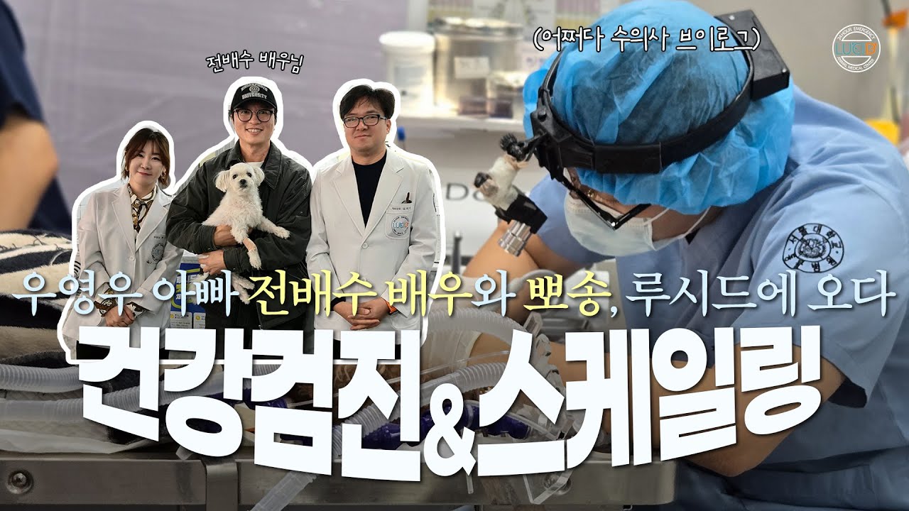 [건강검진/스케일링] 주목! 루시드에 연예인 옴🌟전배수 배우(aka우영우아빠)와 반려견 뽀송이의 루시드 방문기🏥feat. 어쩌다 수의사 브이로그