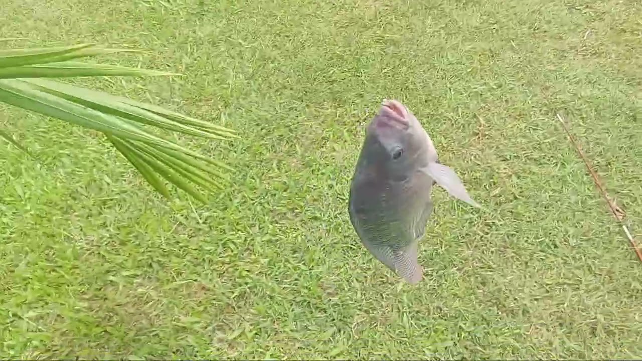 Pegando tilapias graúda na massa de fígado 