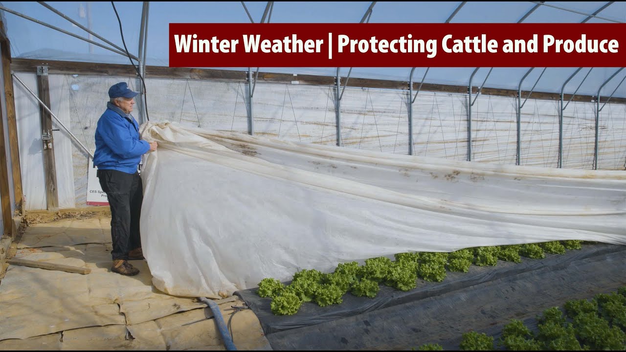 Winter Weather | Protecting Cattle and Produce