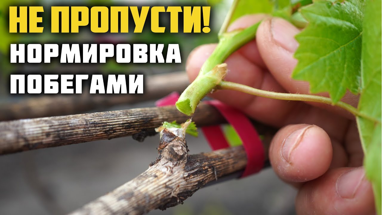 Нормировка кустов винограда побегами 🌱