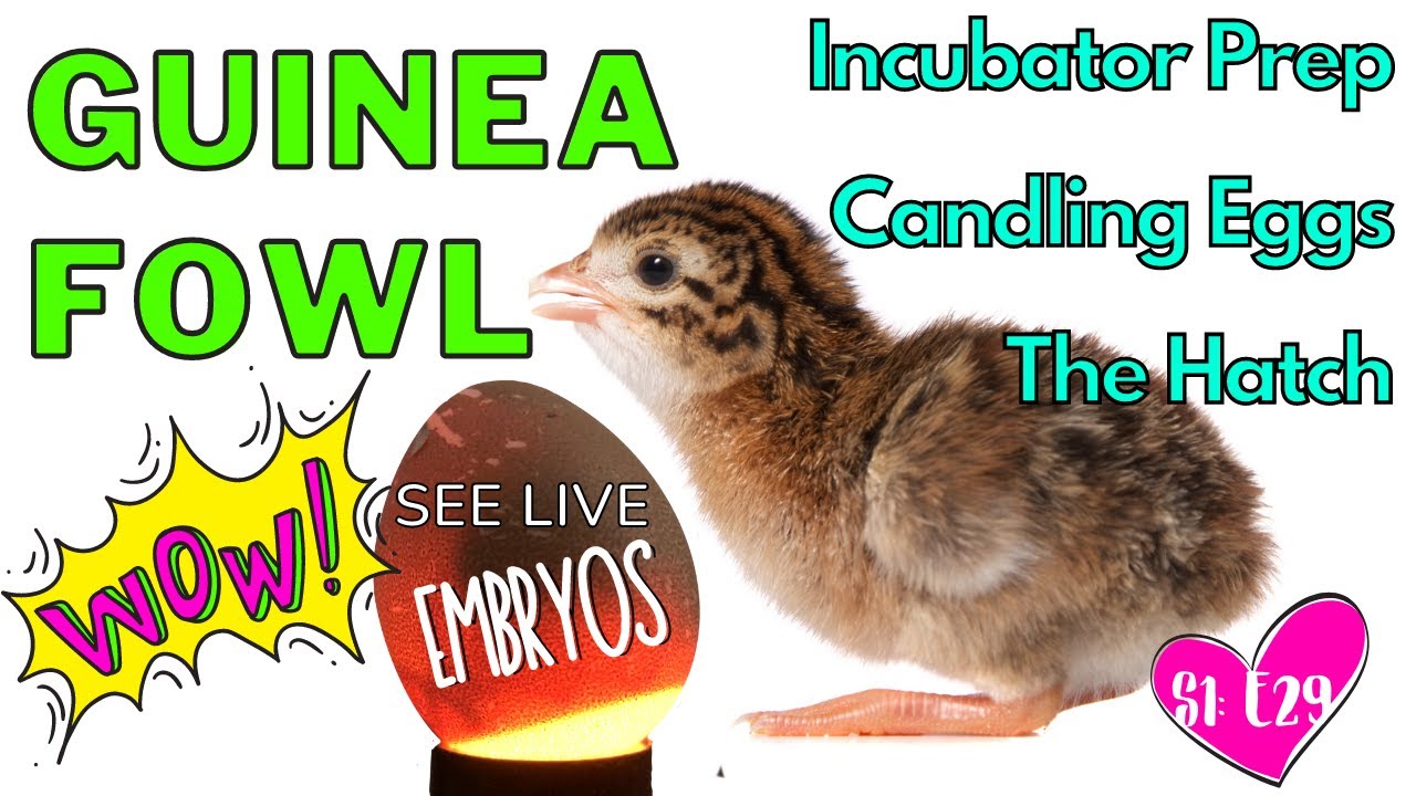 HATCHING EGGS: COMPLETE GUIDE FROM START TO FINISH!