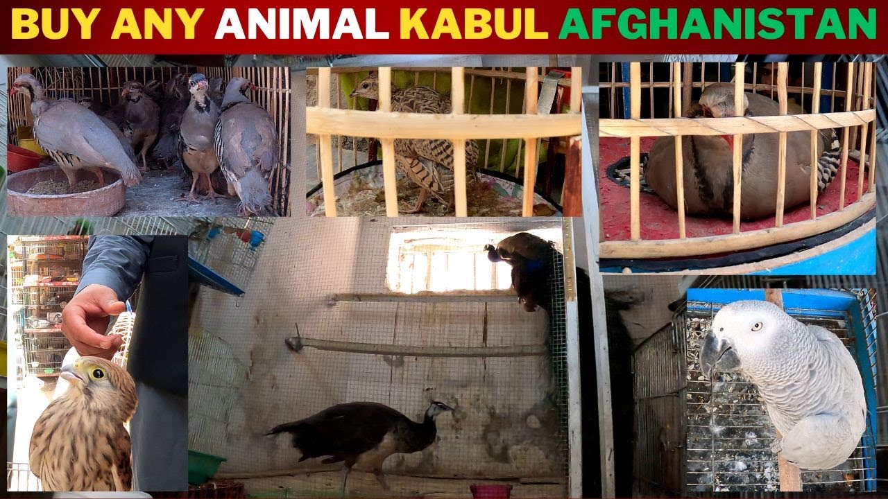 Animal MARKET KABUL AFGHANISTAN | Birds Market in kabul |