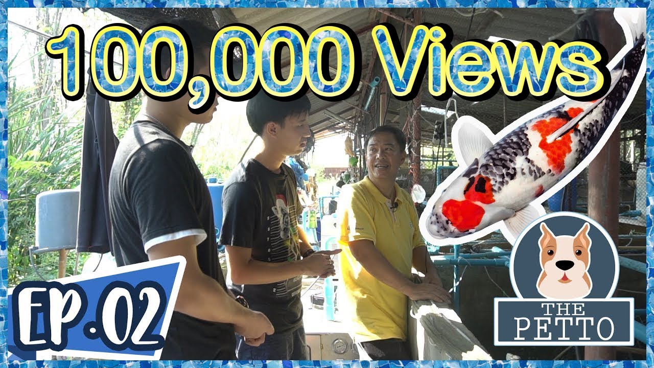 ปลาคาร์ฟ นครชัยศรี โค่ย ฟาร์ม | The PETTO EP.02