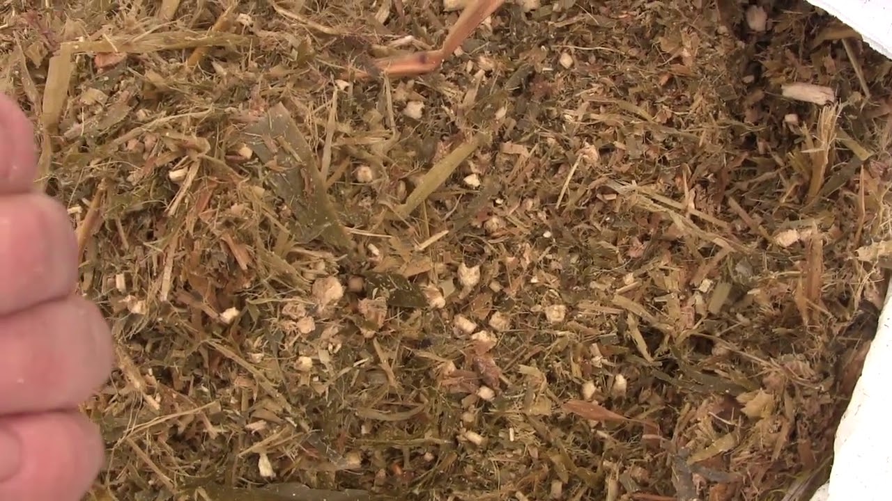 სიმინდის სილოსი