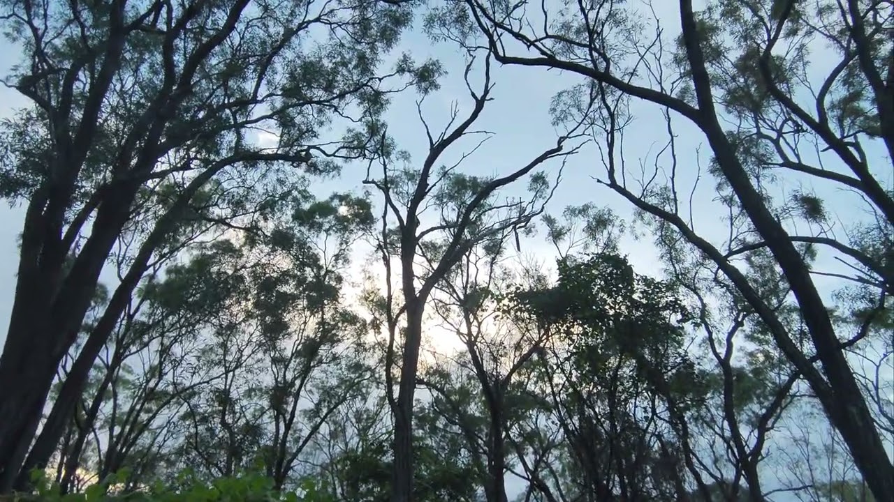 Good evening from the ancient forest 