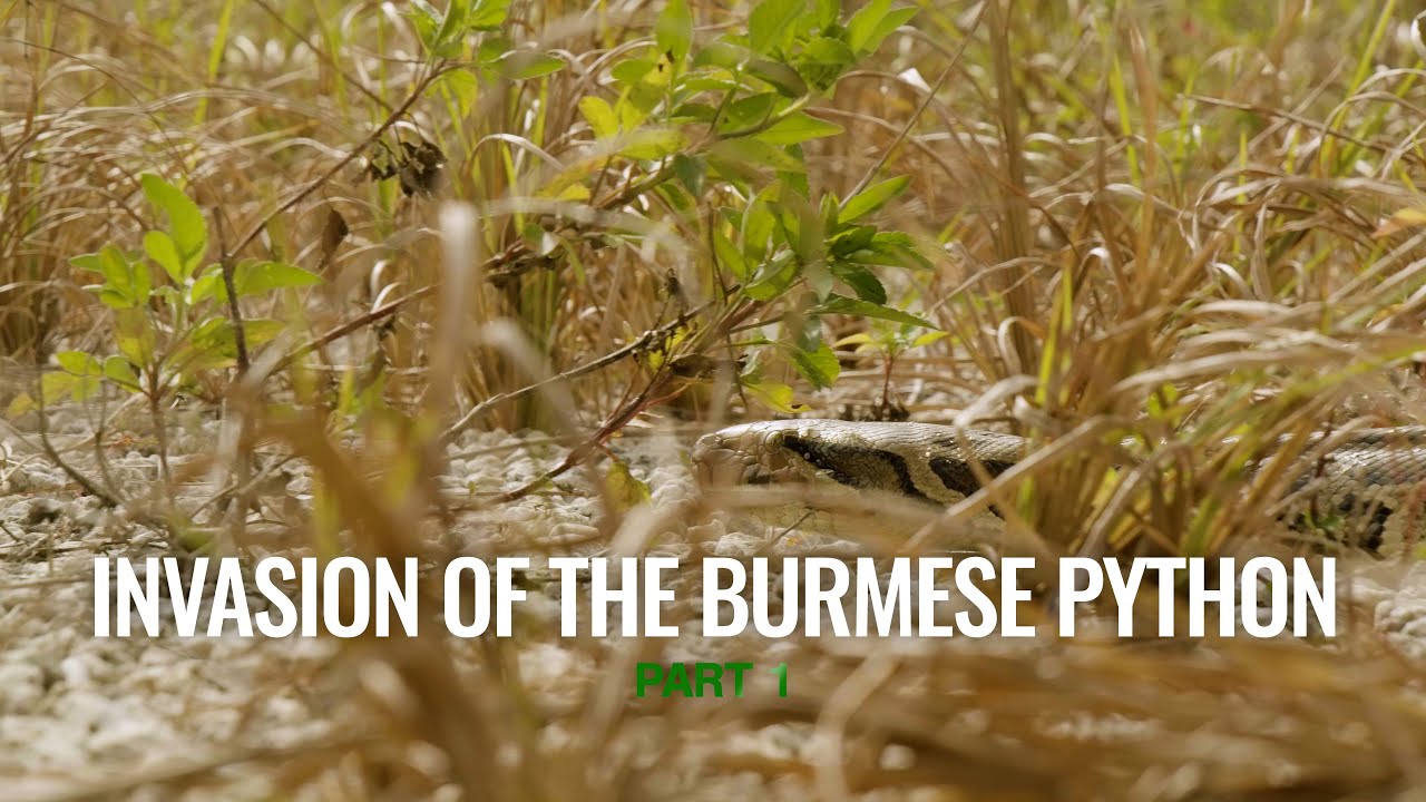 BEHIND THE SCENES: Invasion of The Burmese Python, Part 1