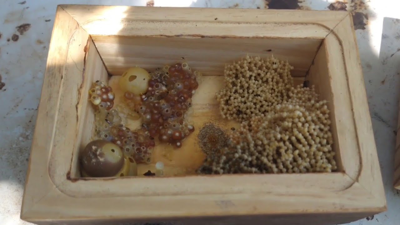 ABELHA LAMBE OLHOS - Divisão abelha lambe olhos por realeira.