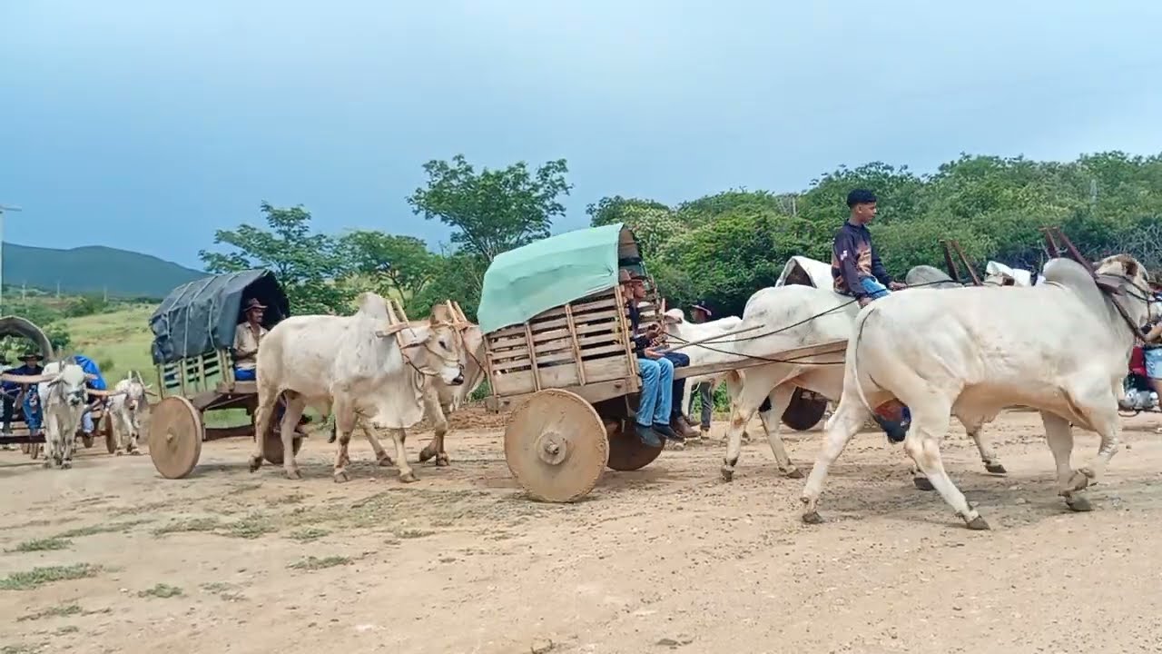 Desfile de carros de bois /tradição do sudoeste baiano 
