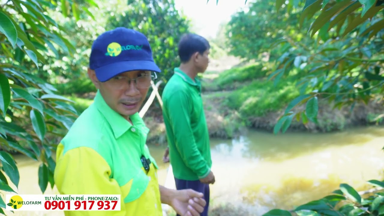 Cách quản lý rầy hiệu quả tiết kiệm chi phí
