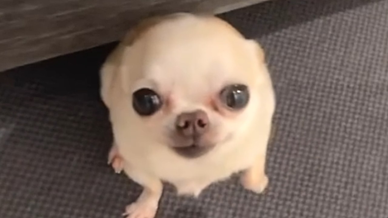 Family leaves chihuahua for week, never returns