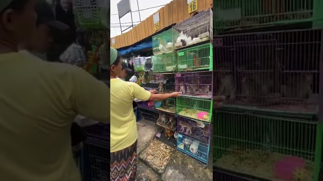 MONKEY AT ANIMAL MARKET - Pasar Jarinegara #shorts