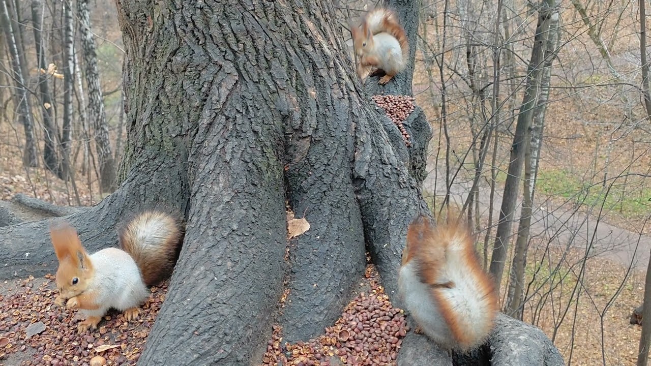 Белки и собака 🤗🤬 Squirrels and a dog