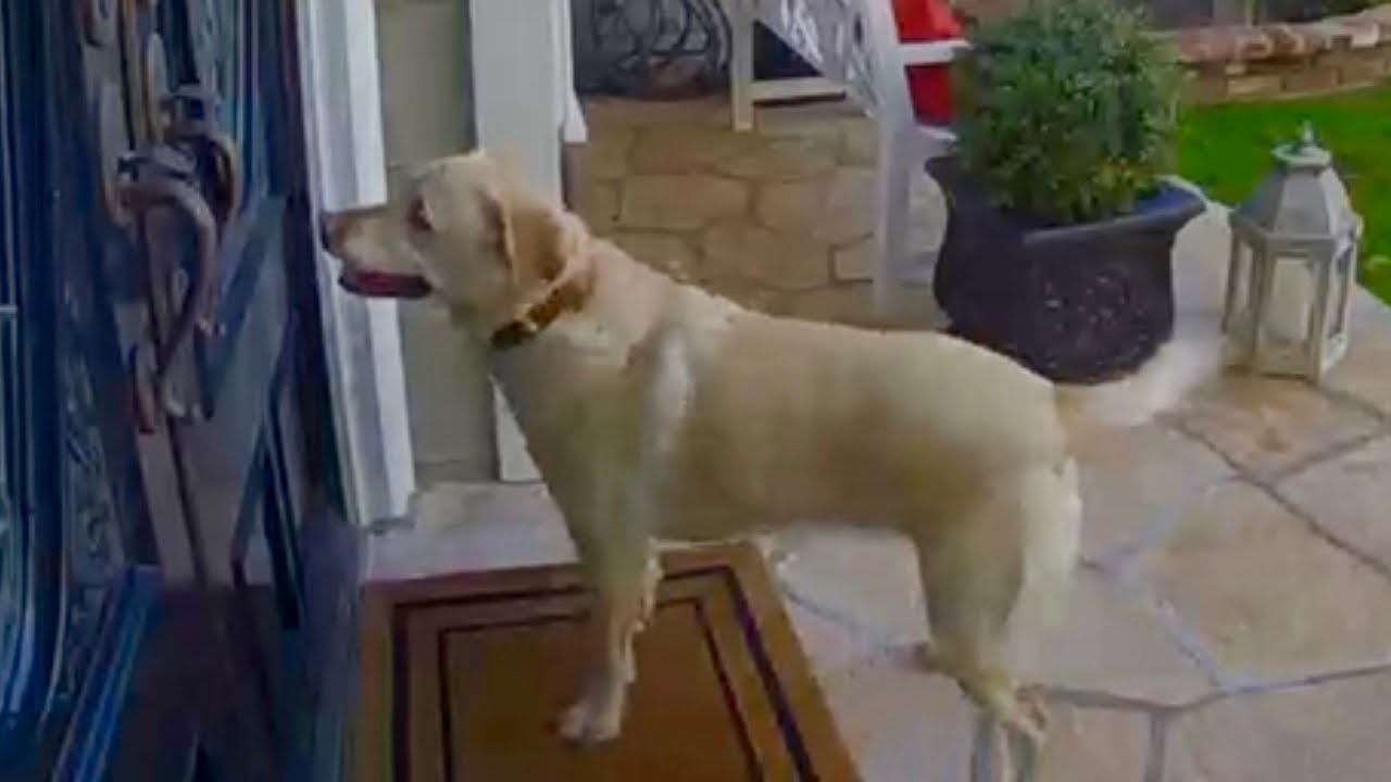 Labrador Retriever Rings Neighbor’s Doorbell Everyday For A Treat