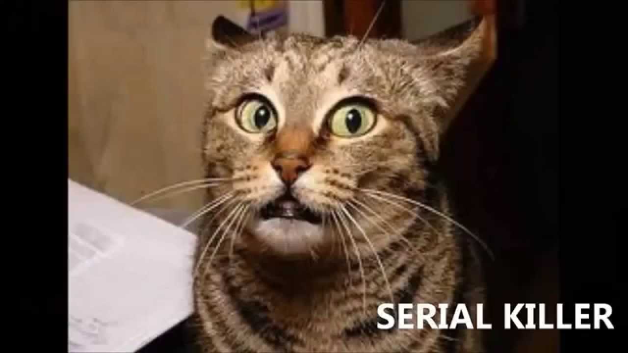 Funny Cats Compilation 2014