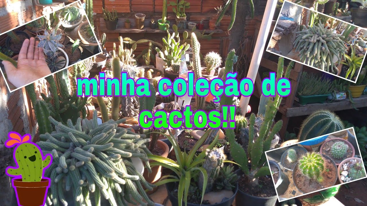 Minha coleção de cactos !!