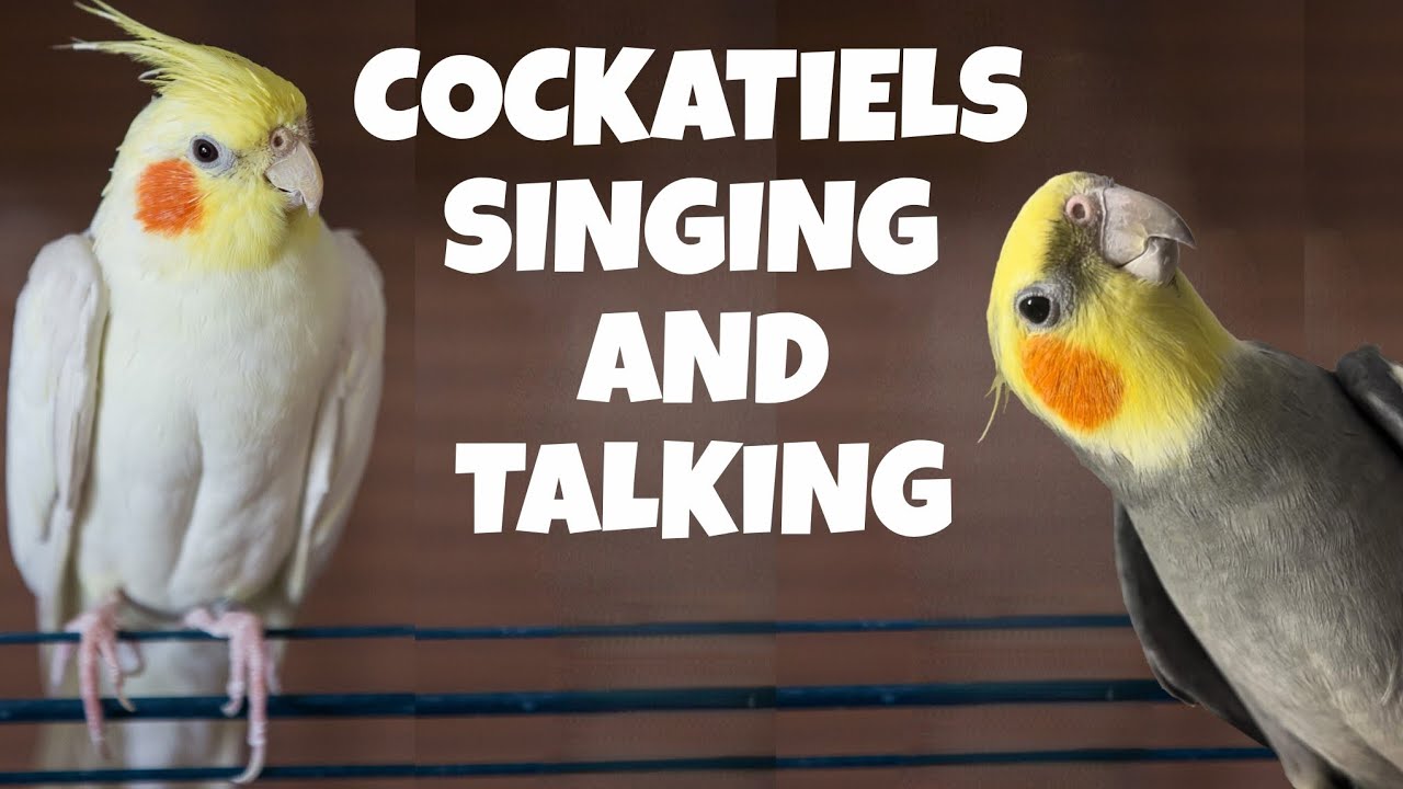 🦜🎵COCKATIELS SINGING AND TALKING – Great training to stimulate your cockatiel.🎶