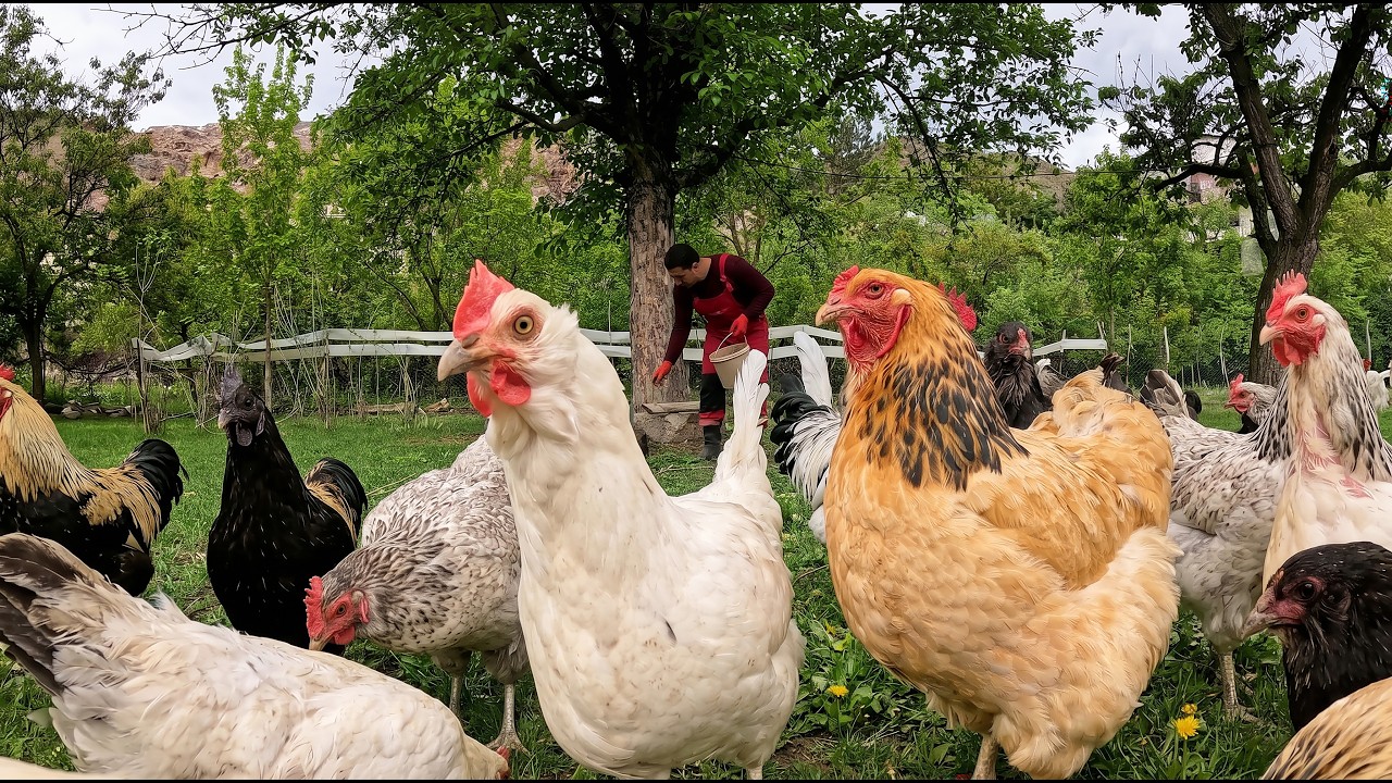 How to Help Chickens Grow Faster Naturally - Beginner Chicken Care Guide