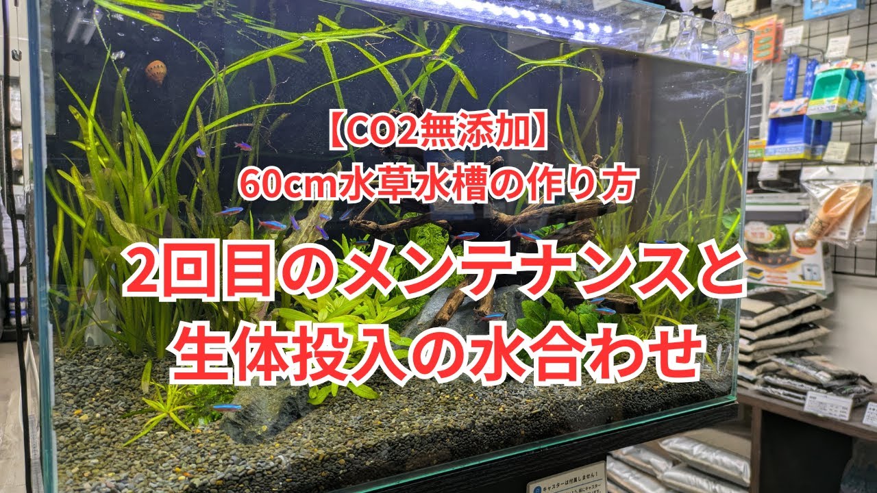 【CO2無添加で作る60cm水草水槽】2週間目のメンテと生体投入時の水合わせについて