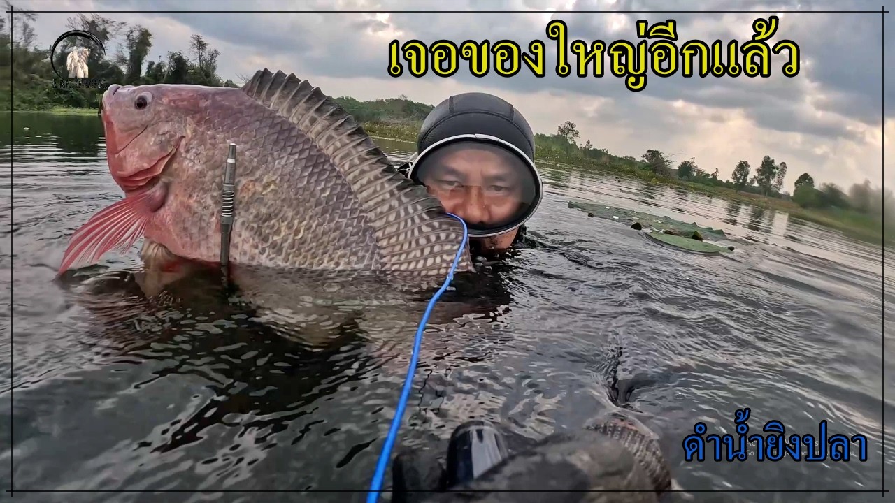 ดำน้ำยิงปลา หมายนี้มีของใหญ่