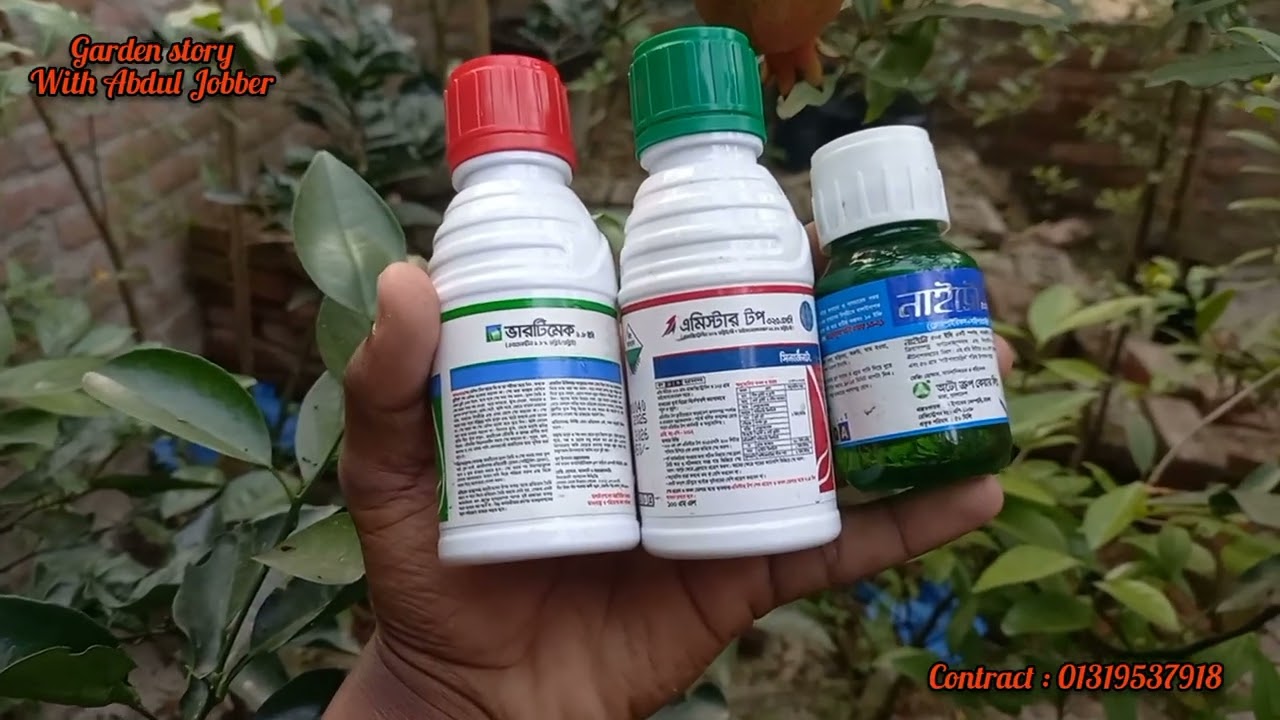 যে ৩ ধরনের কীটনাশক ছাড়া আনার গাছ কল্পনাও করতে পারবেন না? বিস্তারিত ভিডিওতে........#আনার #pomegranate
