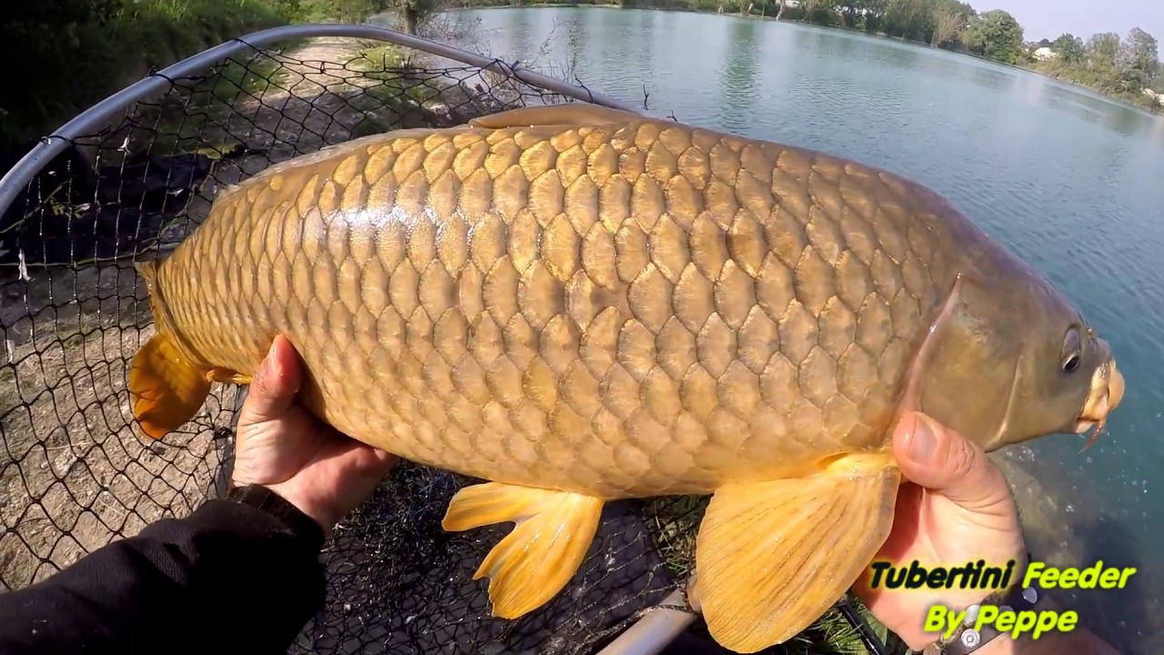 video tutorial come pescare le carpe a floating feeder