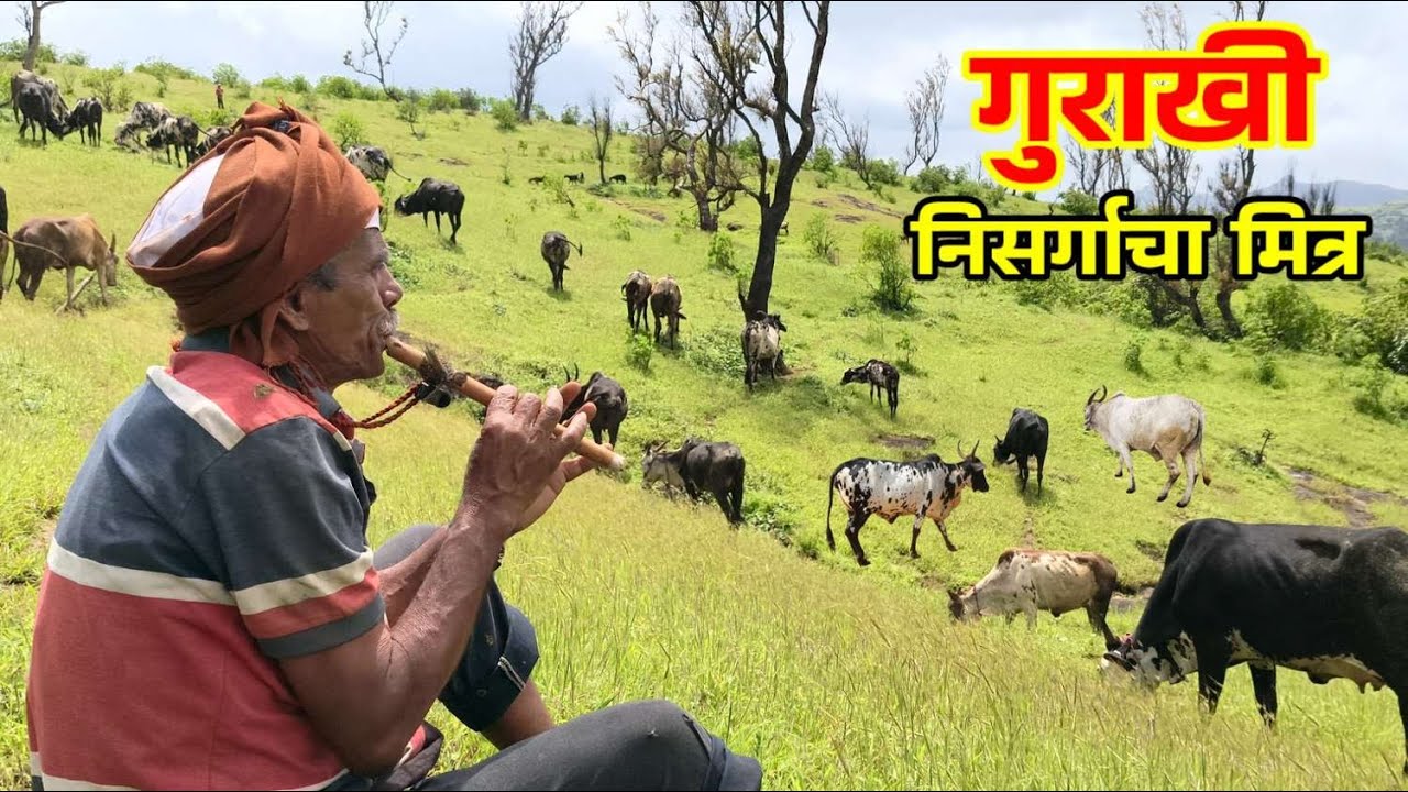गुराखी - निसर्गाचा मित्र | Gurakhi |