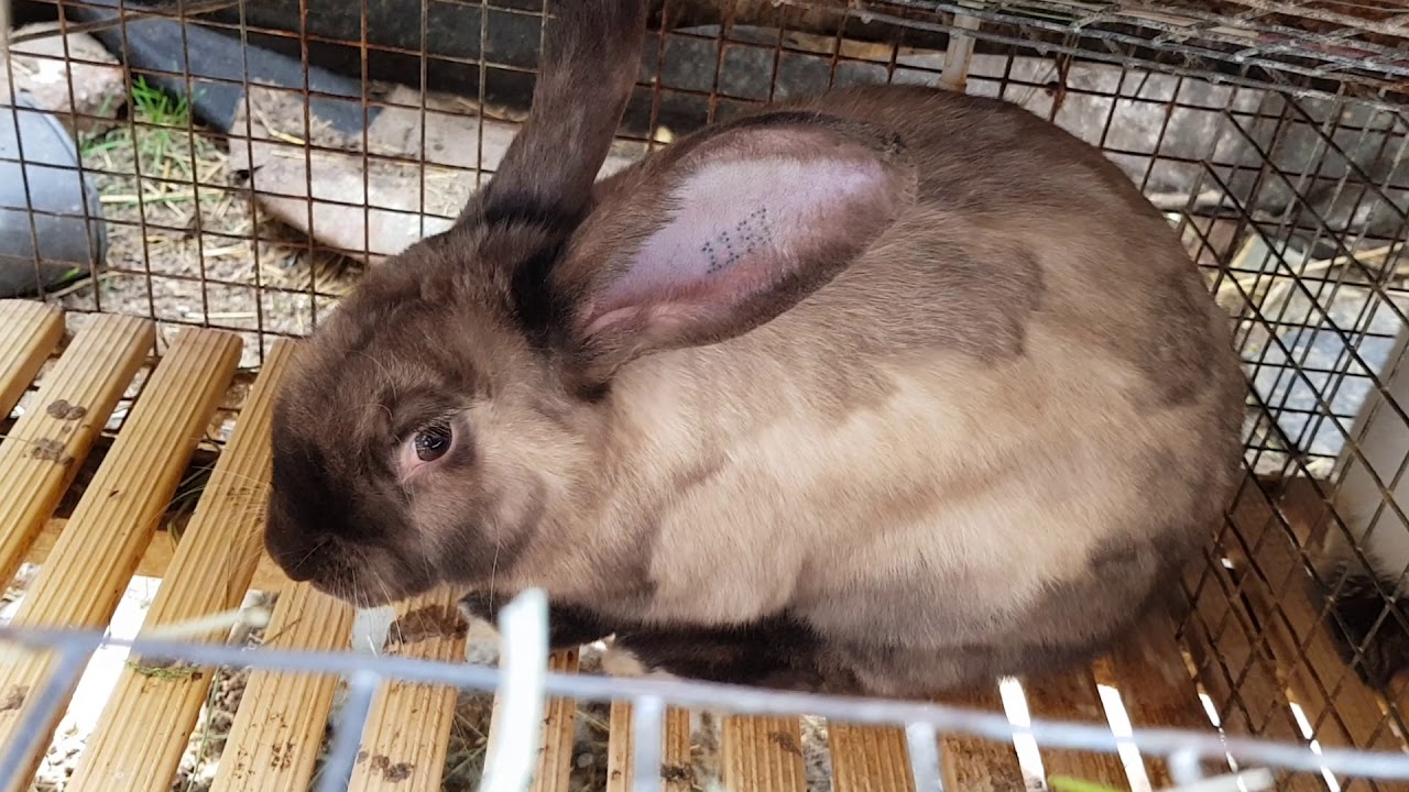 Evoluția puilor de Californian ,,Păpusa''detalii despre iepuri