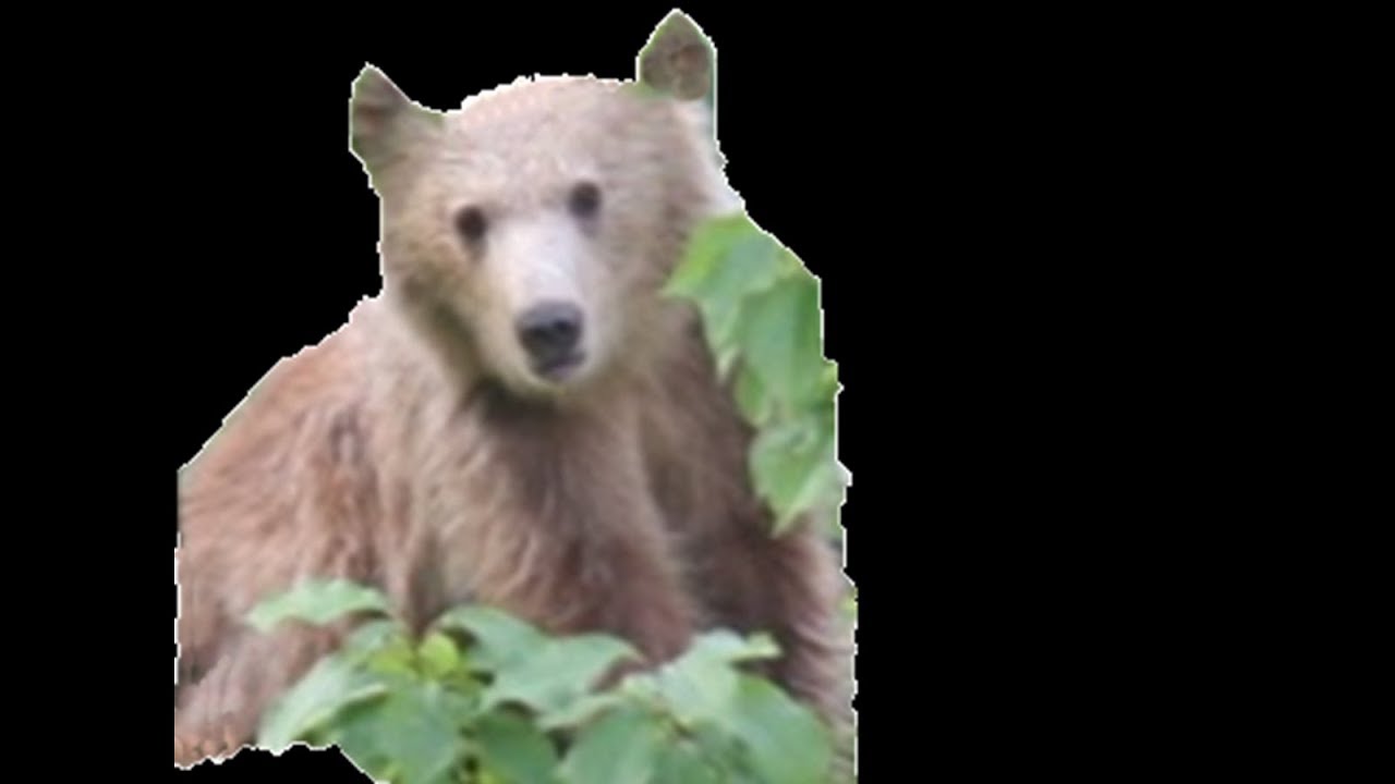 |Το αρκουδάκι πάνω στην κερασιά 🐻  / A true bear story from Metsovo |