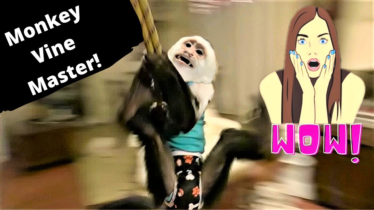 😮OMG! Amazing Monkey Vine Master👏 | Capuchin Monkey