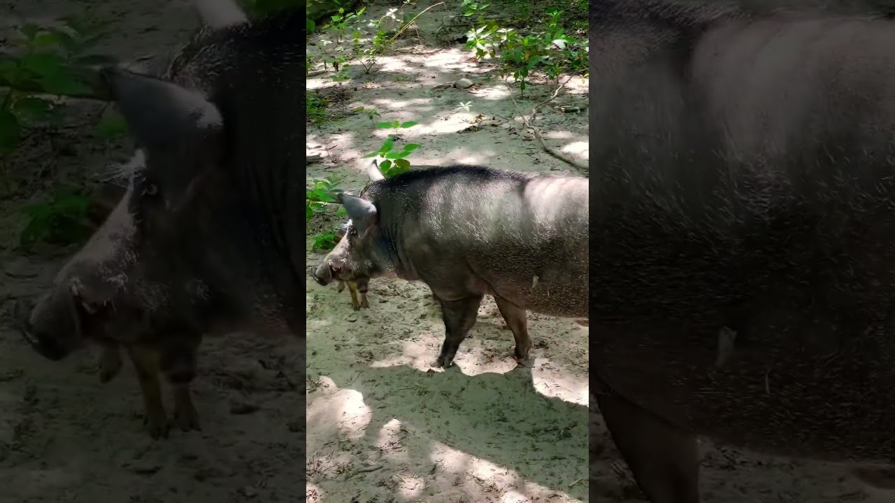 Big wild animal - Wild boar family #wildanimal #boar #wild #shorts